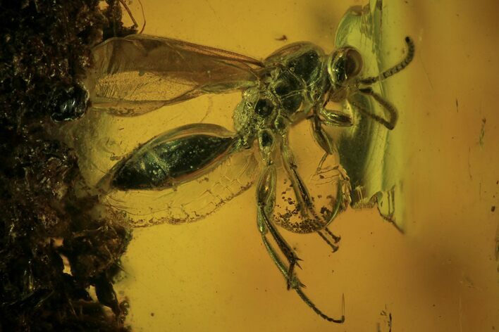 Fossil Wasp (Hymenoptera) In Baltic Amber #109388